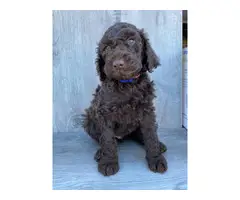 2 Male Standard Poodle Puppies for Sale - 3