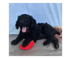 2 Male Standard Poodle Puppies for Sale - 4