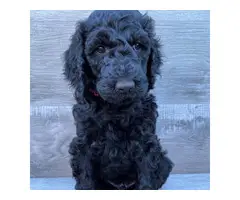 2 Male Standard Poodle Puppies for Sale - 5
