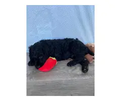 2 Male Standard Poodle Puppies for Sale - 6