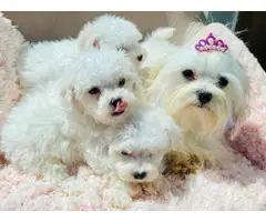 toy maltipoo Puppies for adoption - 1
