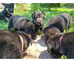 5 German Shepherd Puppies Available