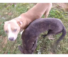 Two adorable pitbull puppies are looking for a forever home - 4