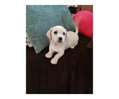 Beautiful 9 weeks old chiweenie/terrier puppies looking for good homes - 5