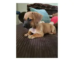 Beautiful 9 weeks old chiweenie/terrier puppies looking for good homes - 6