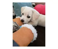 Beautiful 9 weeks old chiweenie/terrier puppies looking for good homes - 7
