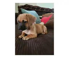 Beautiful 9 weeks old chiweenie/terrier puppies looking for good homes - 10
