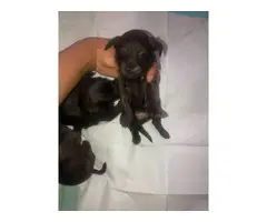 Teacup puppies for sale