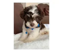 Morkie male puppy for sale
