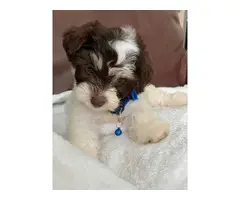 Morkie male puppy for sale - 2
