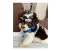 Morkie male puppy for sale - 3