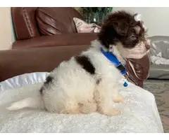 Morkie male puppy for sale - 4