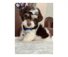 Morkie male puppy for sale - 5