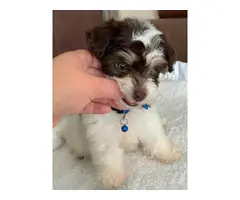 Morkie male puppy for sale - 7
