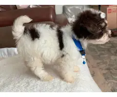 Morkie male puppy for sale - 8