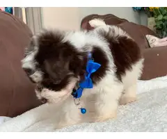 Morkie male puppy for sale - 9