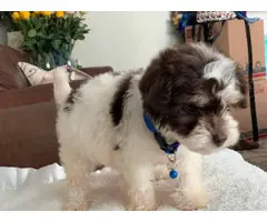 Morkie male puppy for sale - 10