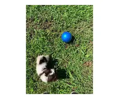 Morkie male puppy for sale - 12