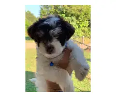 Morkie male puppy for sale - 14