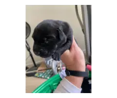 Fullbred Black Labrador retriever puppies for sale - 1