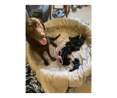 Fullbred Black Labrador retriever puppies for sale - 2