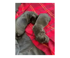 Fullbred Black Labrador retriever puppies for sale - 3