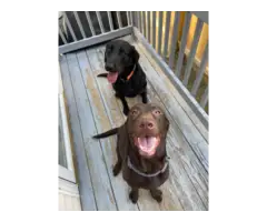Fullbred Black Labrador retriever puppies for sale - 5