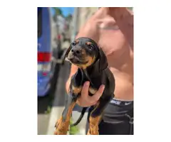 2 full-blooded American Doberman Pups For Sale - 1