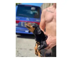 2 full-blooded American Doberman Pups For Sale - 2