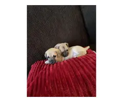 Two Chiweenie puppies looking for new homes
