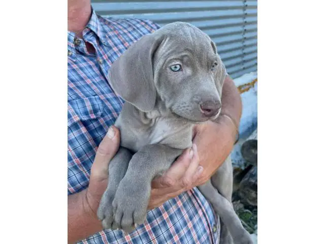 Blue and silver AKC Weimaraner puppies available - 1/6
