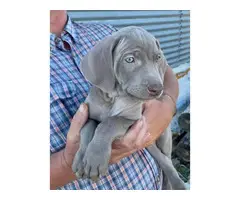 Blue and silver AKC Weimaraner puppies available - 1