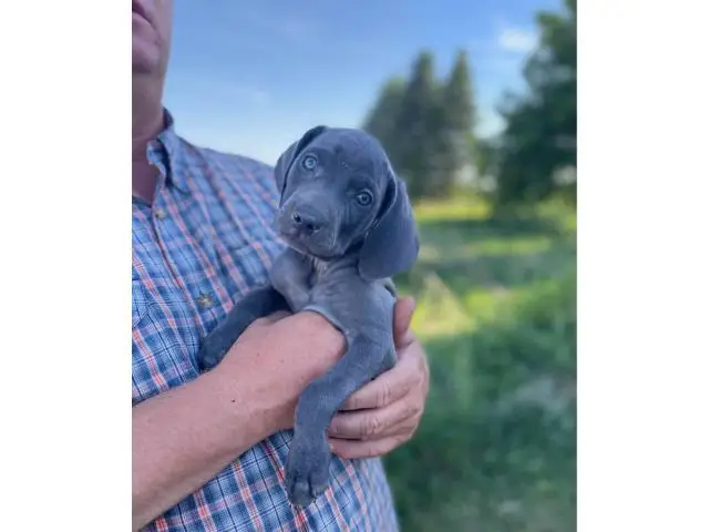Blue and silver AKC Weimaraner puppies available - 2/6