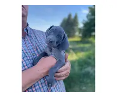 Blue and silver AKC Weimaraner puppies available - 2