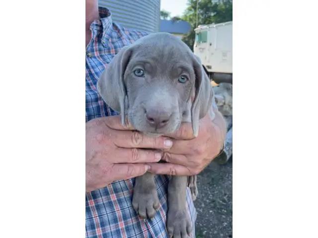 Blue and silver AKC Weimaraner puppies available - 3/6