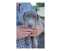 Blue and silver AKC Weimaraner puppies available - 3