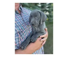 Blue and silver AKC Weimaraner puppies available - 4