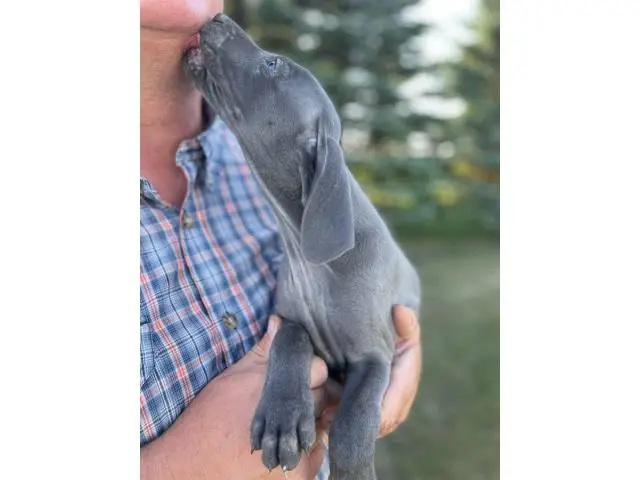 Blue and silver AKC Weimaraner puppies available - 5/6