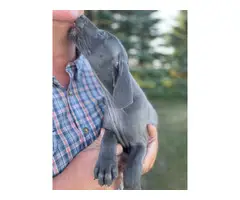 Blue and silver AKC Weimaraner puppies available - 5