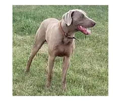Blue and silver AKC Weimaraner puppies available - 6
