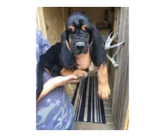 Tri-colour hound puppies for sale