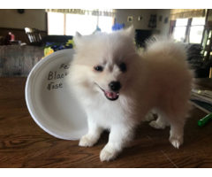 American Eskimo Dog Puppies For Sale Near Me