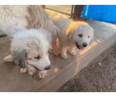 2 purebred Great Pyrenees puppies for sale