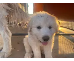 2 purebred Great Pyrenees puppies for sale - 2