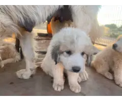 2 purebred Great Pyrenees puppies for sale - 3