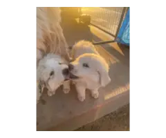 2 purebred Great Pyrenees puppies for sale - 4