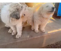 2 purebred Great Pyrenees puppies for sale - 5
