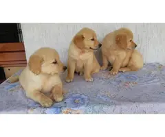 5 lovely AKC Registered golden retriever puppies available - 1