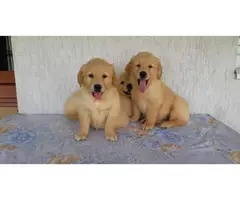 5 lovely AKC Registered golden retriever puppies available - 2