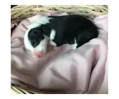 2 boys 1 girl Stunning Border Collie Puppies for Sale